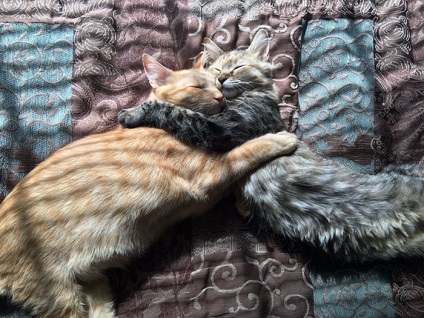 Ez a két macska annyira szerelmes, hogy már nem korlátozzák az érzéseiket
