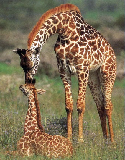 Ezek a csodálatos zsiráfok a gyerekek legérdekesebb tényei, a 