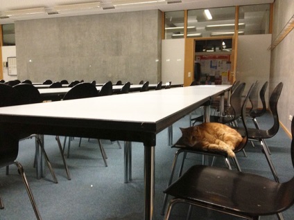 Această pisică vine în fiecare zi la universitate pentru a cunoaște elevii