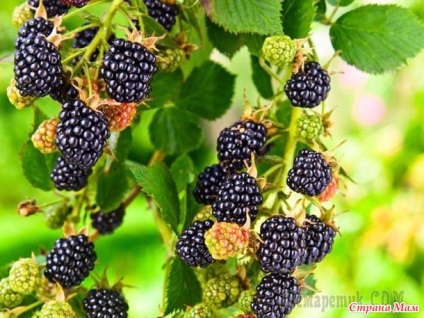 Blackberry satin satin, plantare și îngrijire - pentru a face casa deveni o țară-mamă de origine