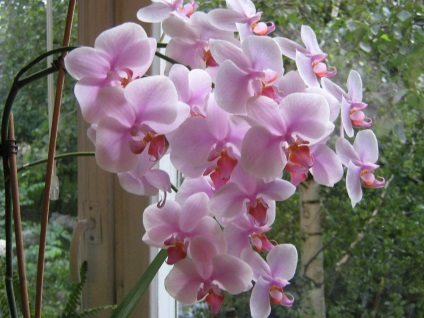 Phalaenopsis - orchidea leveleinek betegségei