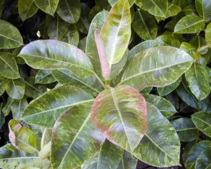 Ficus la speciile acasă, varietăți, descrieri, fotografii