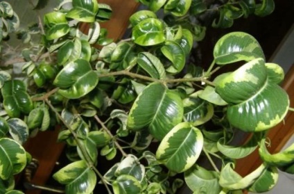 Ficus otthon fajok, fajták, leírások, fotók