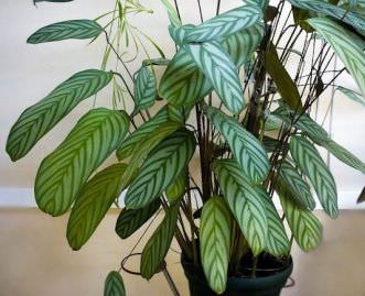 Ficus la speciile acasă, varietăți, descrieri, fotografii