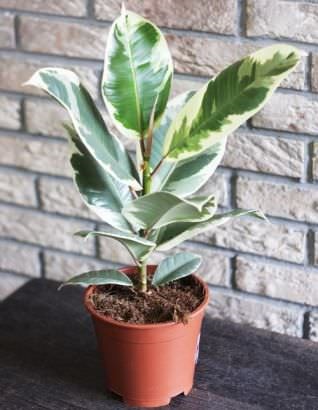 Ficus otthon fajok, fajták, leírások, fotók