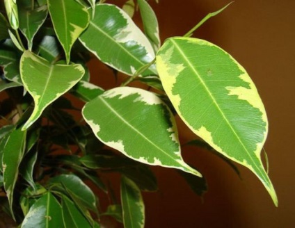 Ficus la speciile acasă, varietăți, descrieri, fotografii