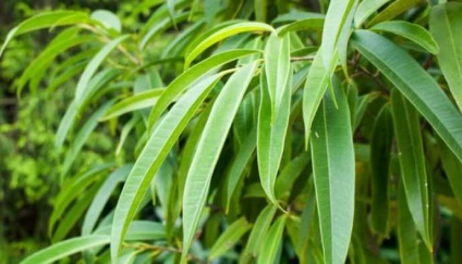 Ficus la speciile acasă, varietăți, descrieri, fotografii