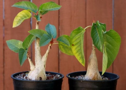 Ficus la speciile acasă, varietăți, descrieri, fotografii