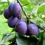 Formarea coroanei de cireși și pruni, agricultură subsidiară
