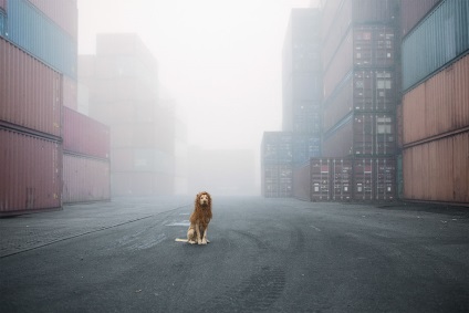 Fotograful a transformat un câine fără adăpost într-un leu adevărat - cele mai bune fotografii!