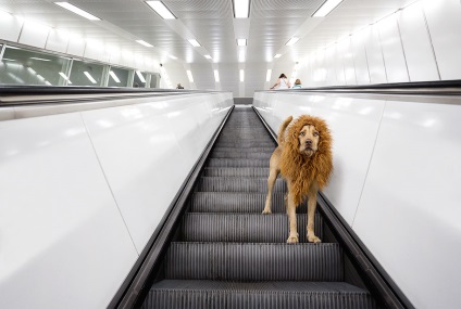 Fotograful a transformat un câine fără adăpost într-un leu adevărat - cele mai bune fotografii!