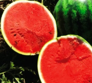 A görögdinnye hibridjei és fajtái Oroszország középső részéhez és termesztésük titkaihoz
