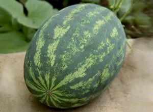 A görögdinnye hibridjei és fajtái Oroszország középső részéhez és termesztésük titkaihoz