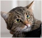 Hypovitaminoza pisicilor - medicina veterinară - articole utile - adăpost pentru animalele fără adăpost - peep
