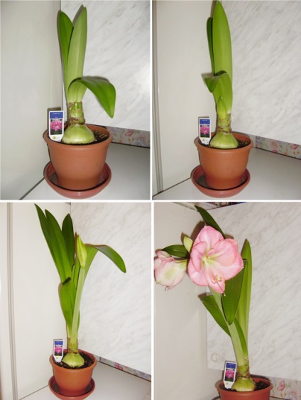 Hyppeastrum sau Tamingul Scorpiei