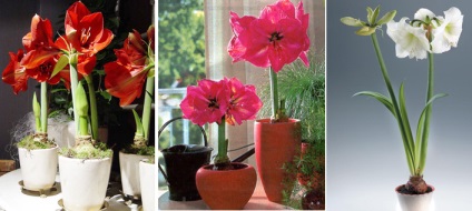 Hyppeastrum sau Tamingul Scorpiei