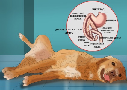 Glorypets - portal despre animalele de companie