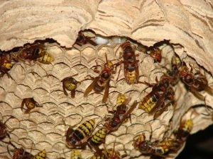 Cuib de hornets într-un hambar - cum să-l scoateți