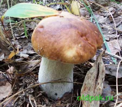 Mushroom pierid или Lactarius космат дъб