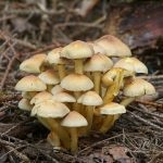 Ciuperci în regiunea Samara (42 fotografii) locuri de ciuperci, care cresc, ciuperci, video