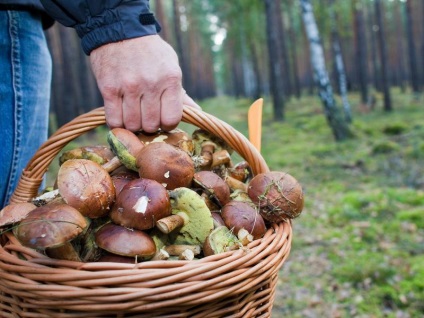 Ciuperci în regiunea Samara (42 fotografii) locuri de ciuperci, care cresc, ciuperci, video