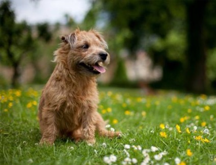 Grooming Norwich Terrier tunsoare și îngrijirea pentru Norwich blană, rase de câini, mirele regal