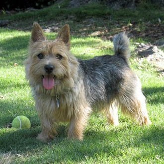 Grooming Norwich Terrier, o tunsoare de rase diferite de câini