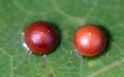 Caterpillar din Marea Harpy (dicranura vinula)