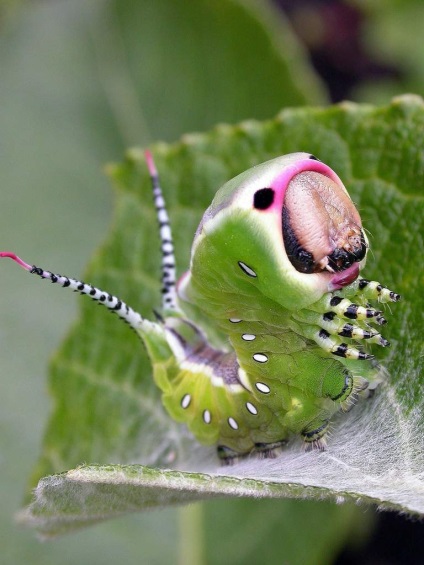 Caterpillar din Marea Harpy (dicranura vinula)