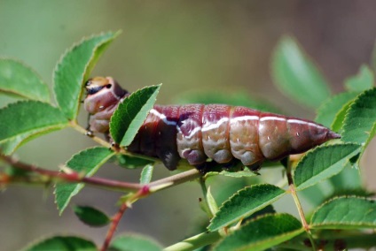 Caterpillar din Marea Harpy (dicranura vinula)