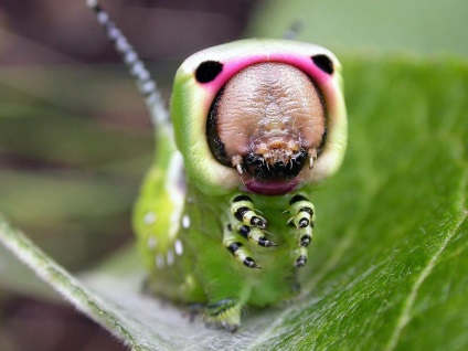 Caterpillar din Marea Harpy (dicranura vinula)