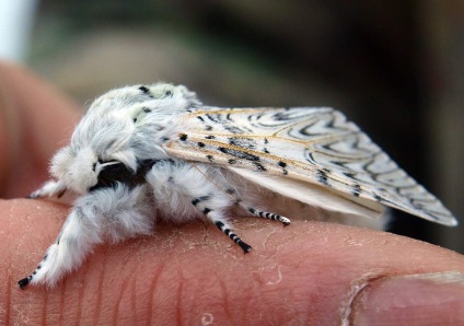 Caterpillar голям харпия (dicranura vinula)