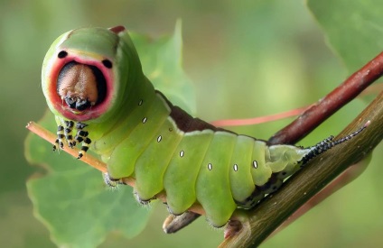 Caterpillar din Marea Harpy (dicranura vinula)