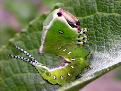 Caterpillar голям харпия (dicranura vinula)