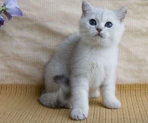 Numele pisicilor fetelor sunt frumoase, aristocrate, amuzante pentru Scottish Fold, britanic