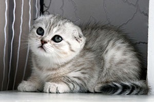 Numele pisicilor fetelor sunt frumoase, aristocrate, amuzante pentru Scottish Fold, britanic