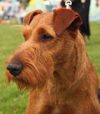 Terrier irlandez, terier irlandez, descrierea rasei