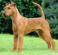 Terrier irlandez, terier irlandez, descrierea rasei