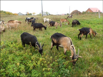 Istoricul originii rasei alpine de capre este locul kozovodului!