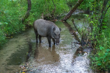 Povestea salvării mistreței Lupta vânătorului Amur a îmblânzit un porc sălbatic (video)