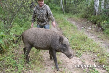 Povestea salvării mistreței Lupta vânătorului Amur a îmblânzit un porc sălbatic (video)