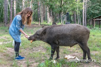 A vaddisznó mentésének története Az Amur vadász harca egy vaddisznót szelídített (videó)