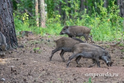 A vaddisznó mentésének története Az Amur vadász harca egy vaddisznót szelídített (videó)