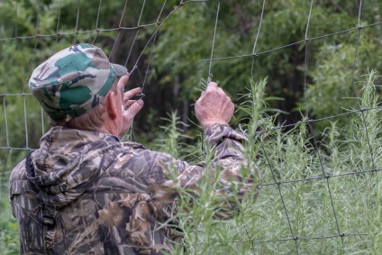 A vaddisznó mentésének története Az Amur vadász harca egy vaddisznót szelídített (videó)