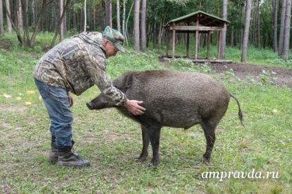 Povestea salvării mistreței Lupta vânătorului Amur a îmblânzit un porc sălbatic (video)