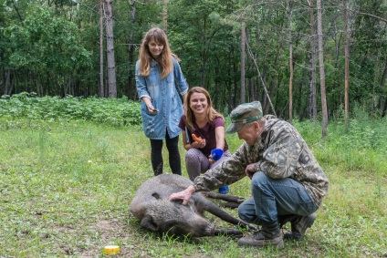 Povestea salvării mistreței Lupta vânătorului Amur a îmblânzit un porc sălbatic (video)