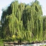 Willow scoarță albă, extract, frunze, veterinar, medicamente, proprietăți utile ale lemnului, contraindicații, rău