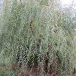 Willow scoarță albă, extract, frunze, veterinar, medicamente, proprietăți utile ale lemnului, contraindicații, rău