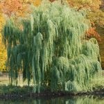 Willow scoarță albă, extract, frunze, veterinar, medicamente, proprietăți utile ale lemnului, contraindicații, rău