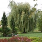 Willow scoarță albă, extract, frunze, veterinar, medicamente, proprietăți utile ale lemnului, contraindicații, rău